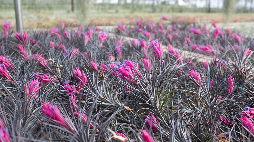 Caring for Your Tillandsia - Part 1: Introduction