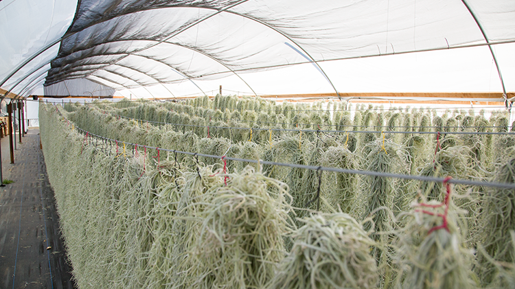 Caring for Your Tillandsia - Part 2: Light