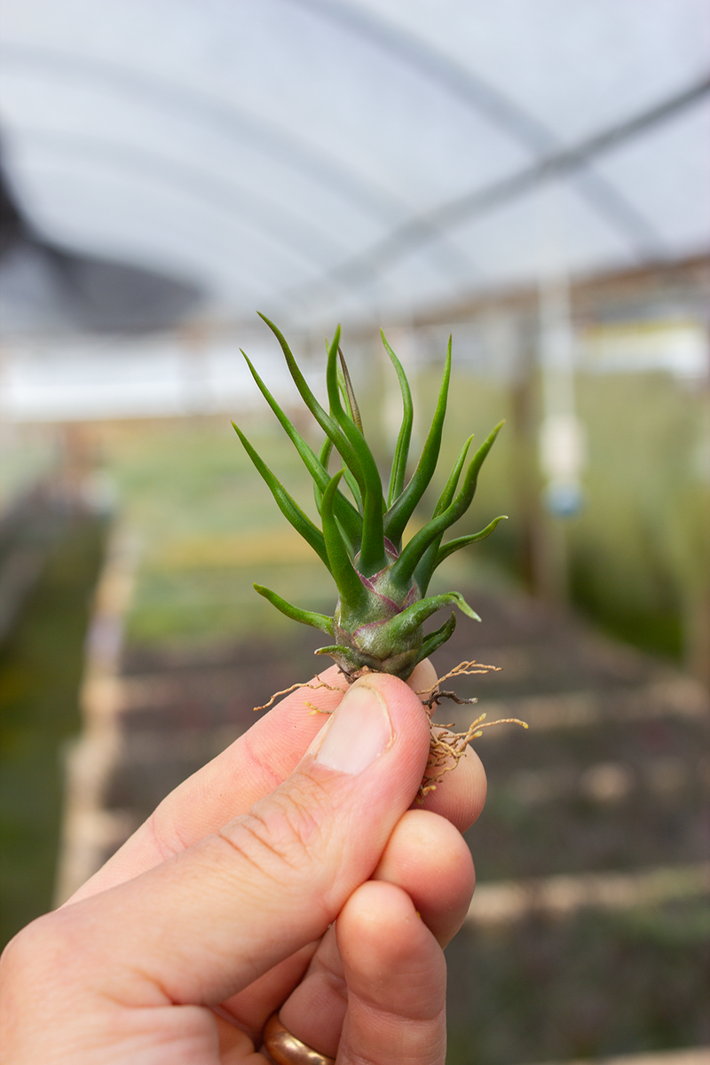 Bulbosa 