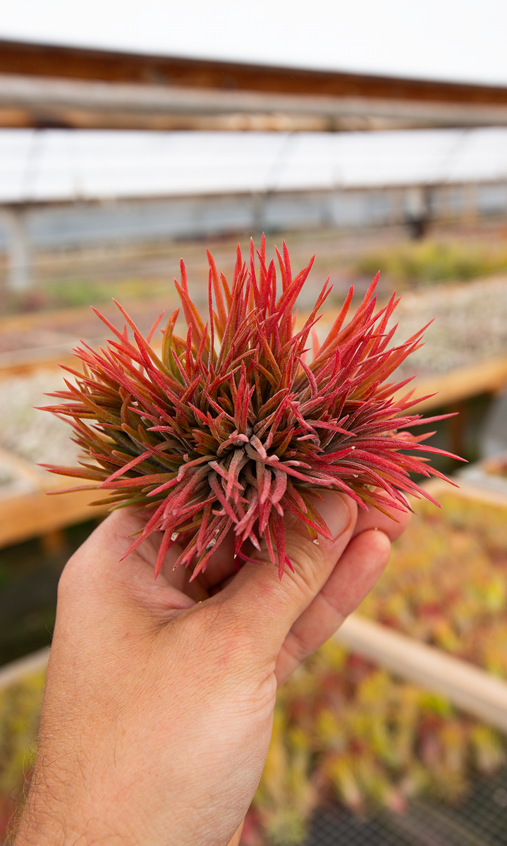 Ionantha Firecracker Monstrose