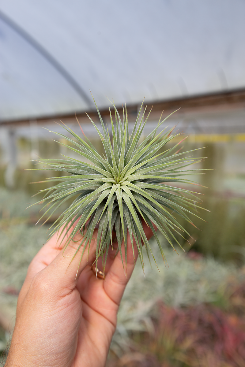 Tillandsia ionantha ballイオナンタ スノーボール イオナンタ スノーボール 01号 | air-plants TENGU-DO