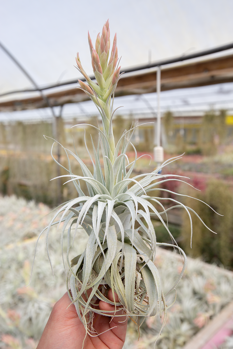 Chapeuensis Var. Turriformis