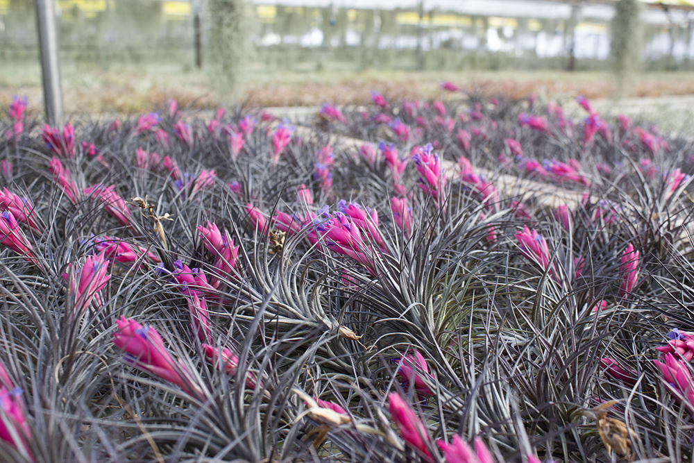 Caring for Your Tillandsia - Part 1: Introduction