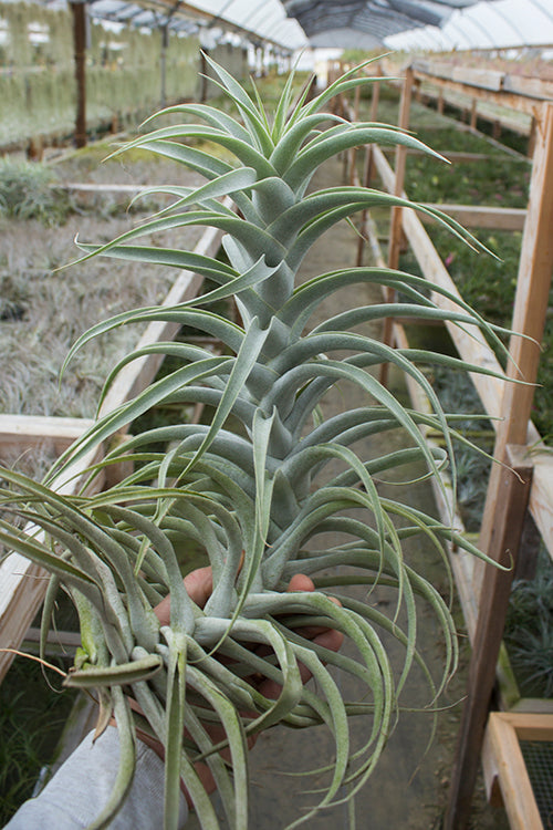 Rare Tillandsias | Rare Air Plants | Plantaflor USA