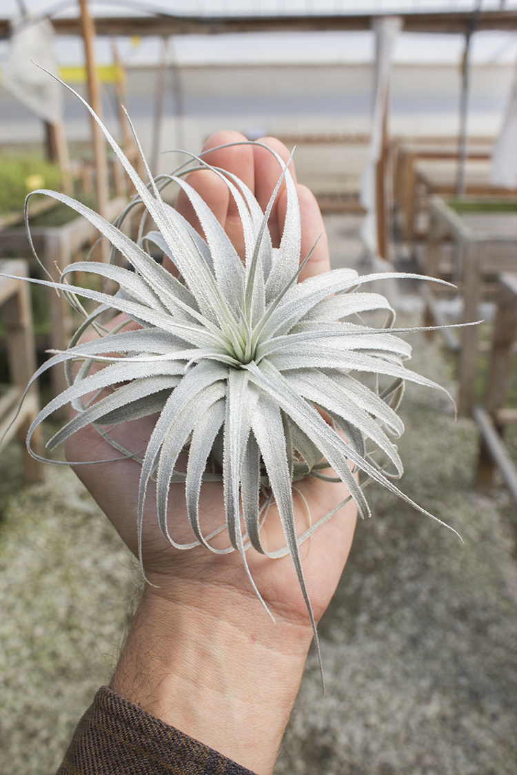 Tillandsia chapeuensis v.turriformis チランジア