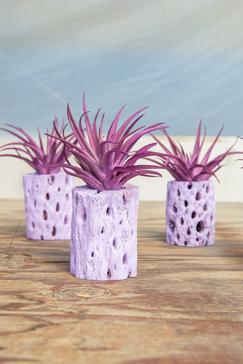 Pastel Purple Cholla