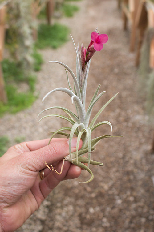 Tillandsia Hybrids | Hybrid Air Plants | Plantaflor USA