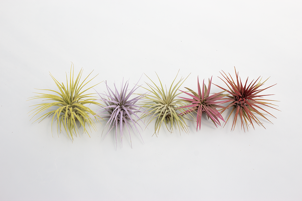 rainbow air plants Ionantha Rainbow 5 Pack