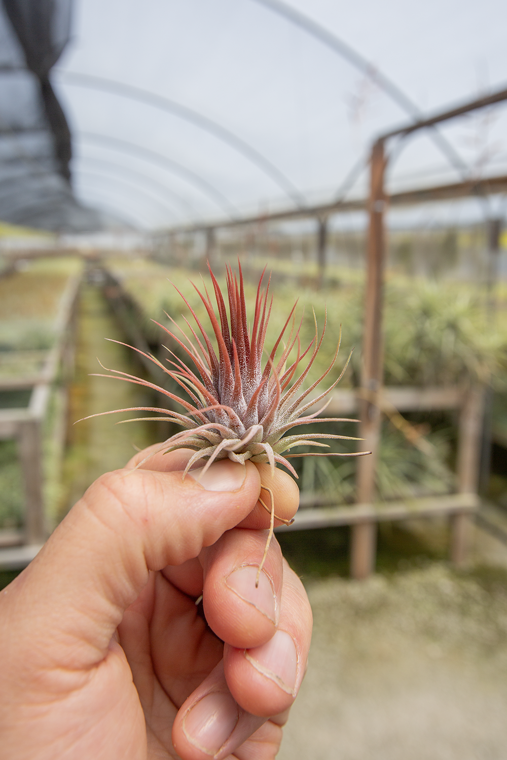 Tillandsia ionantha 'Rosita' チランジア・イオナンタ ロシータ○エア