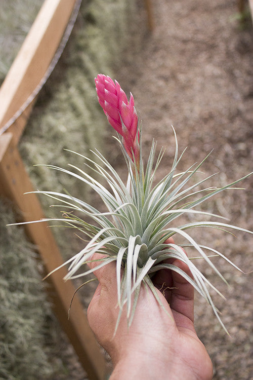 Tillandsia Hybrids | Hybrid Air Plants | Plantaflor USA