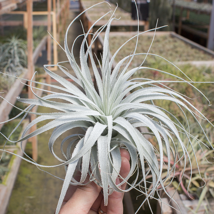 Chapeuensis Var. Turriformis Chapeuensis Var. Turriformis
